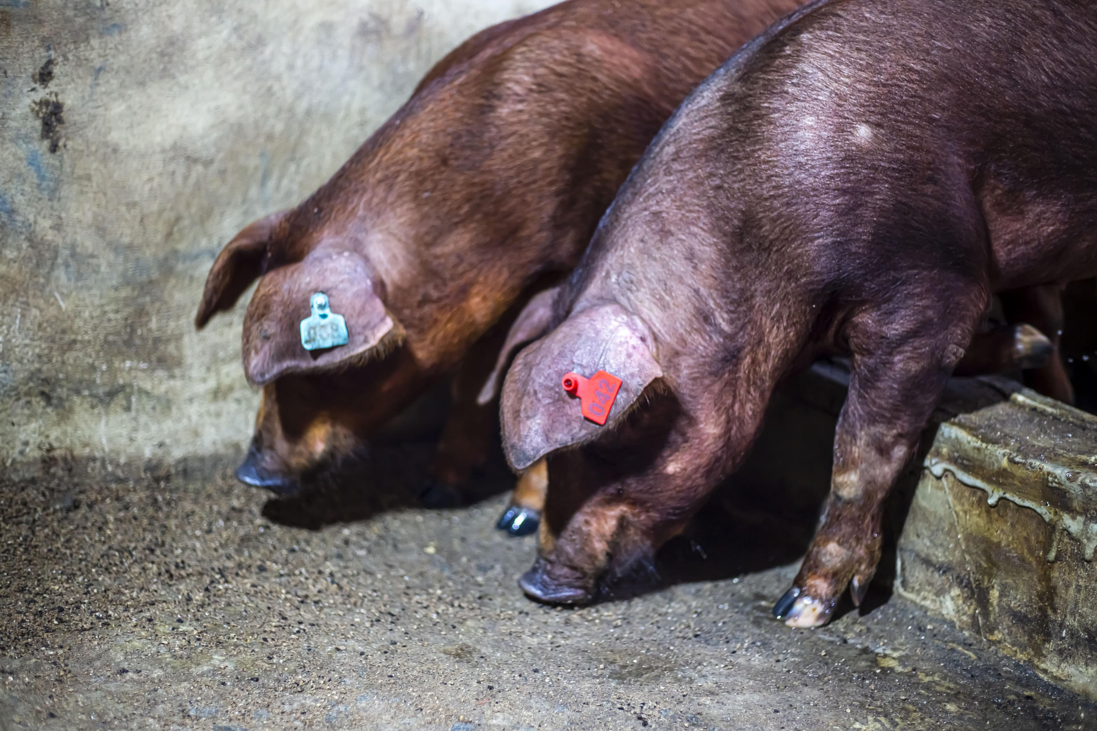 Duroc breed