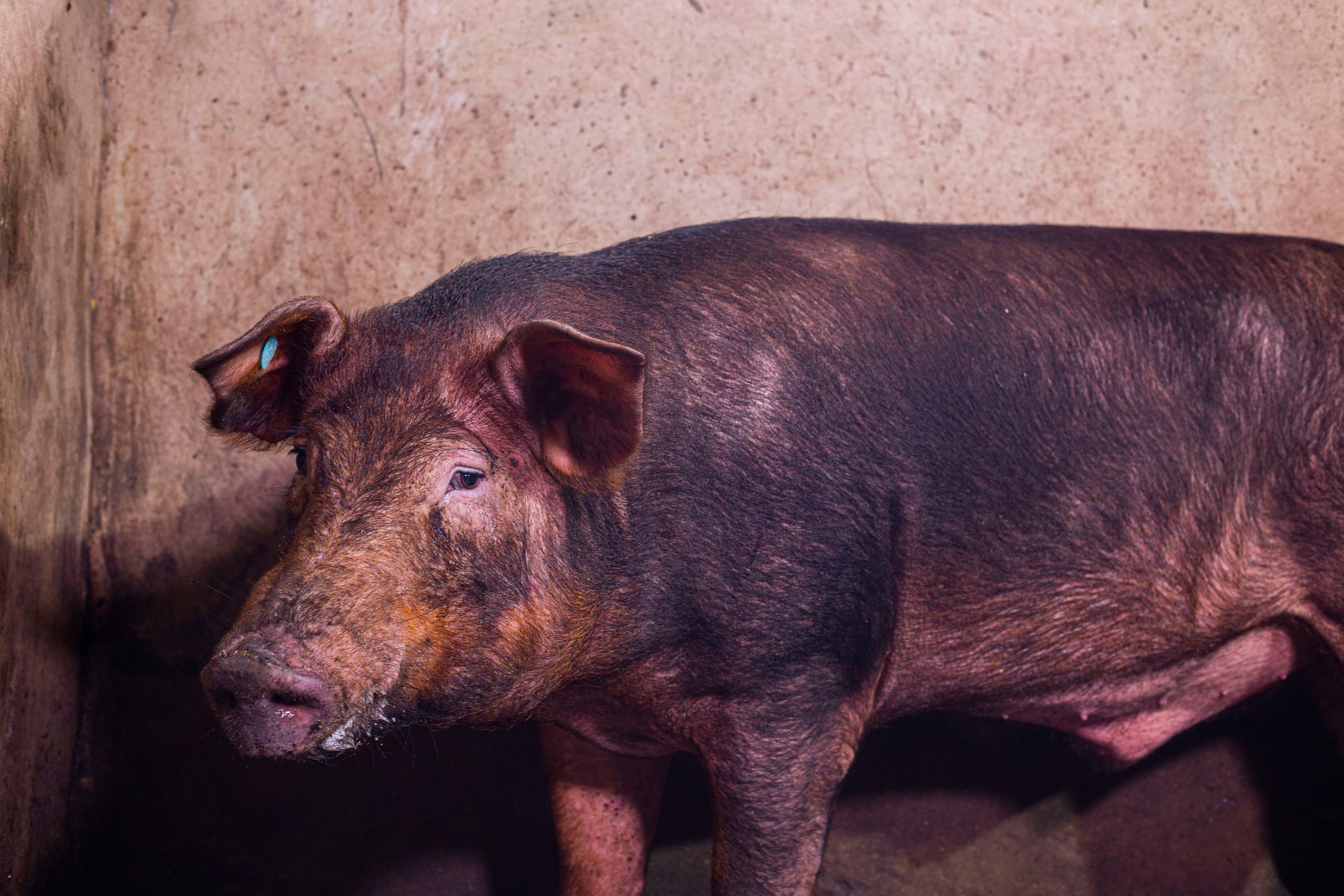 Duroc breed