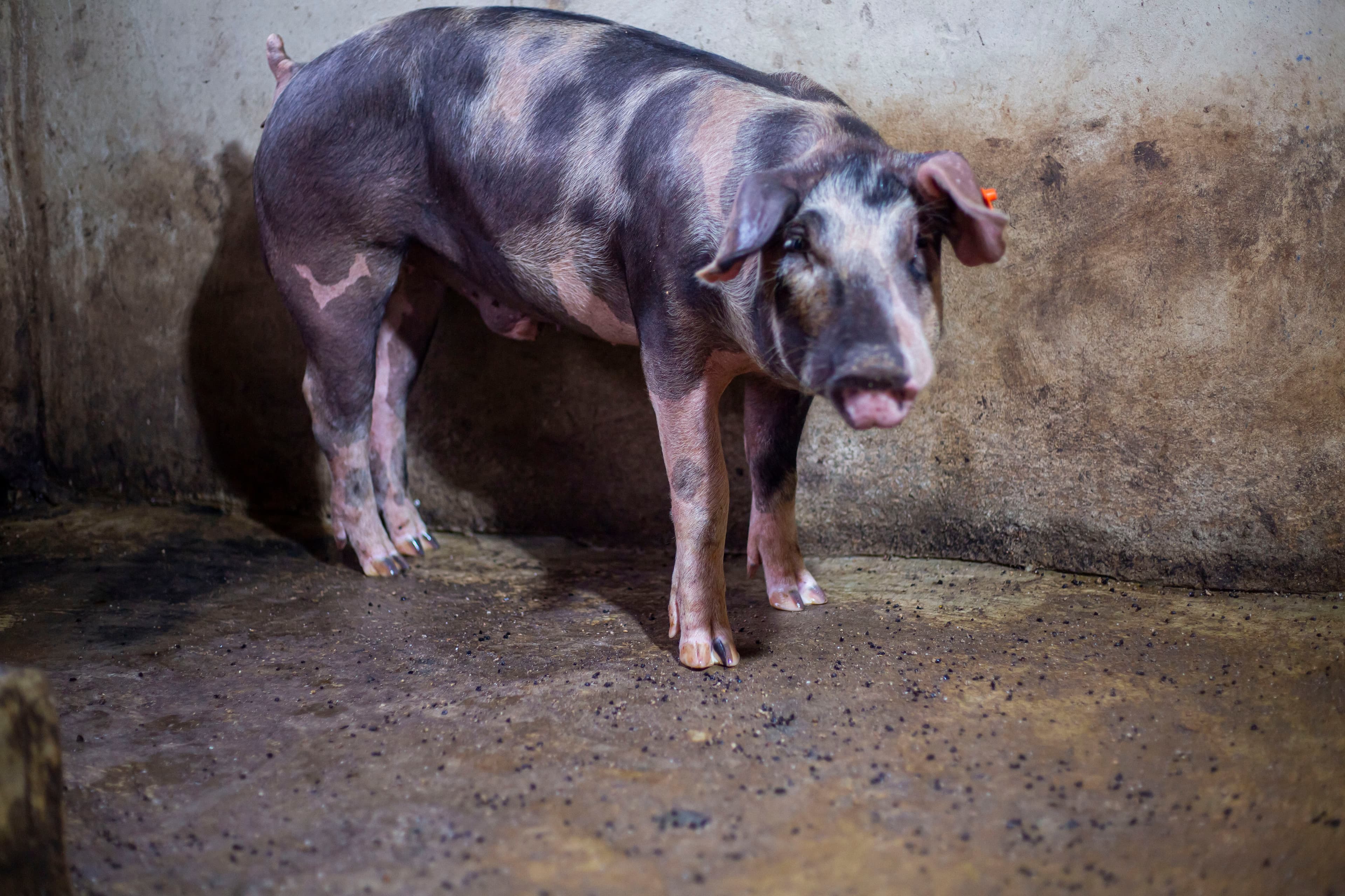 Duroc × Pietrain Cross