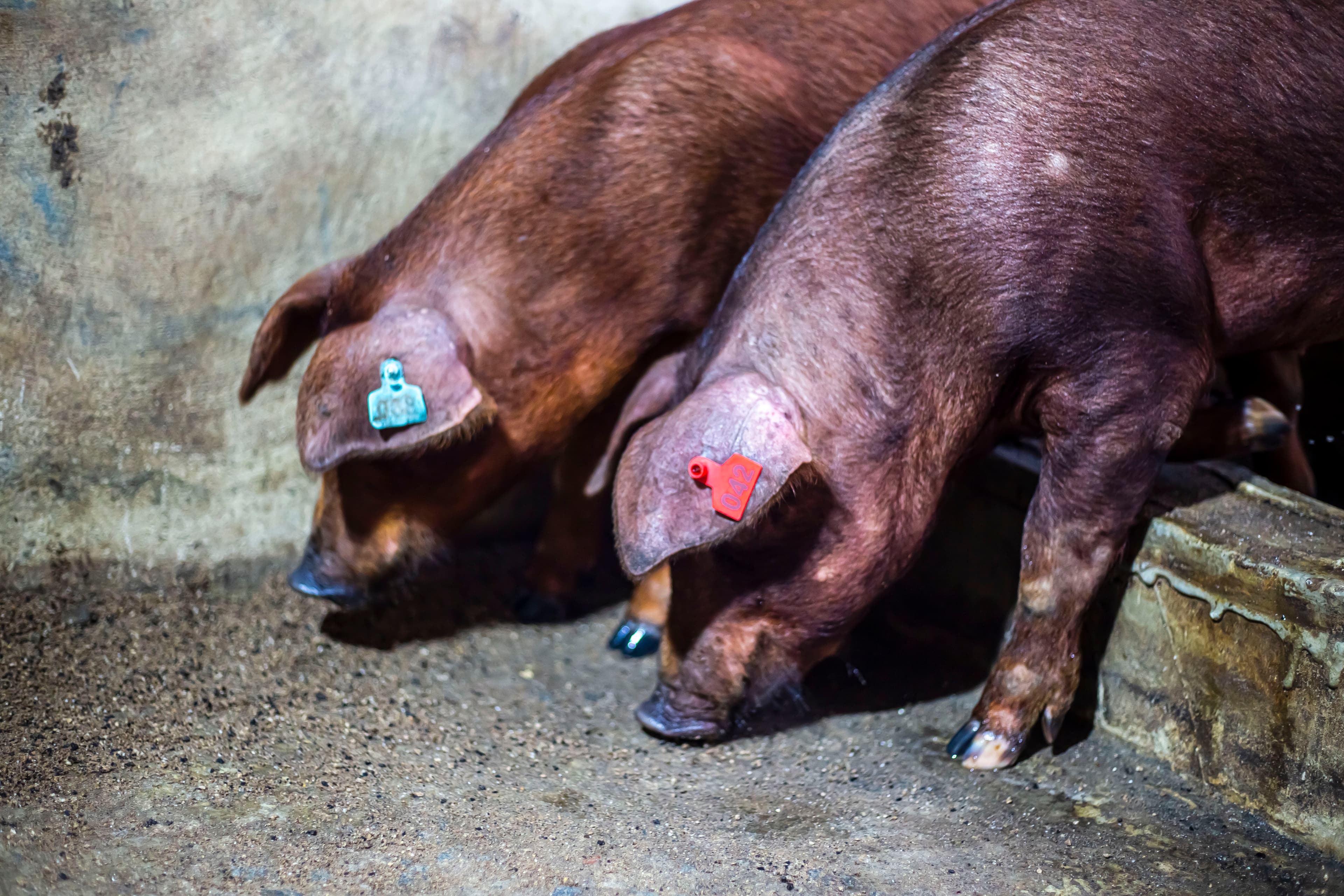 Duroc breed