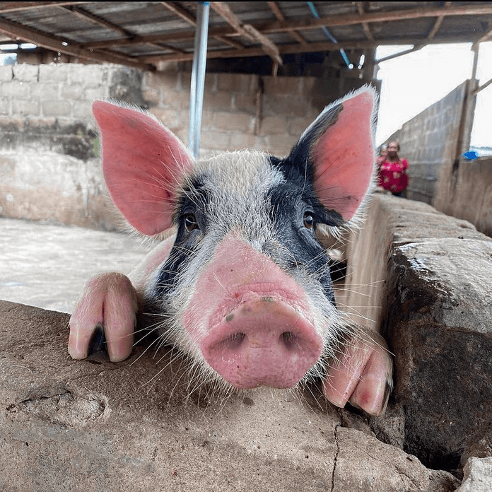SMV's quality pigs